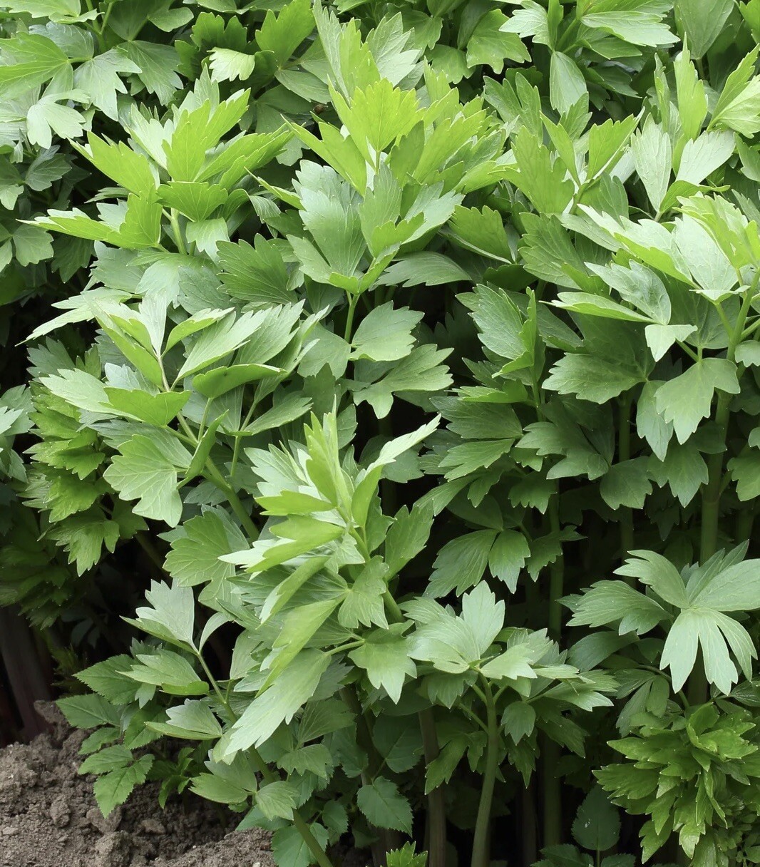 200+ Lovage seeds-Non GMO-Open Pollinated-Medicinal USA FREE SHIP. gallery