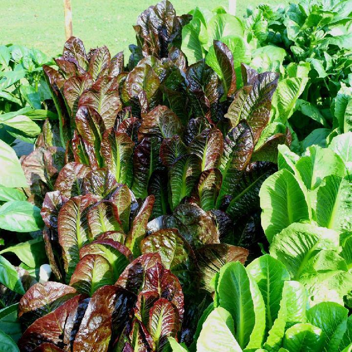 Red Romaine Lettuce Seeds, Caesar Salad, NON-GMO, Variety Sizes, FREE SHIPPING gallery