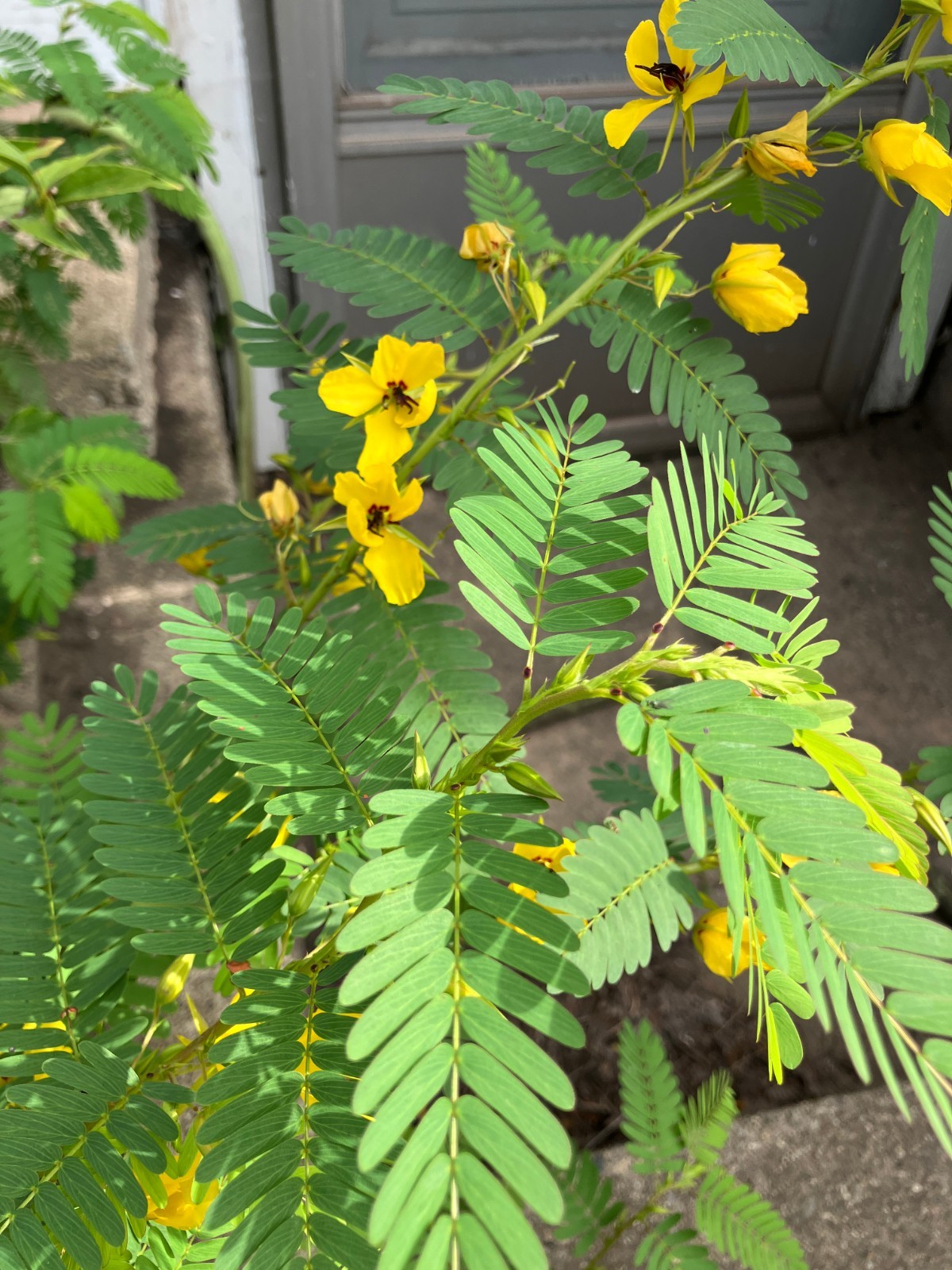 Partridge Pea - Chamaecrista fasciculata +50 seeds, Grown in IN, Native Plant gallery