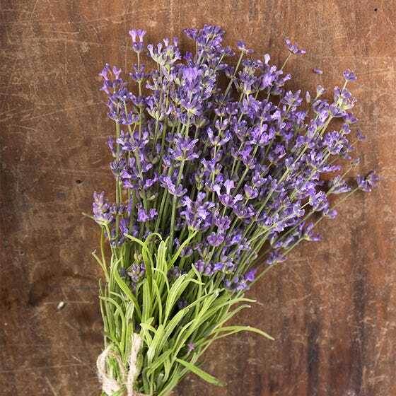 LAVENDER LANDSCAPER'S PACK BULK Vera Perennial Medicinal Non-GMO 2000 Seeds! gallery