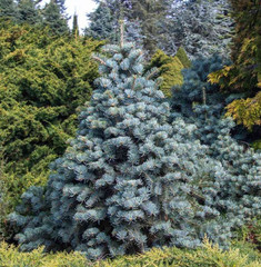 3 Apache White Fir Bare Root Trees – 12-18″ Tall – 2 Year Old – Zones 4-8