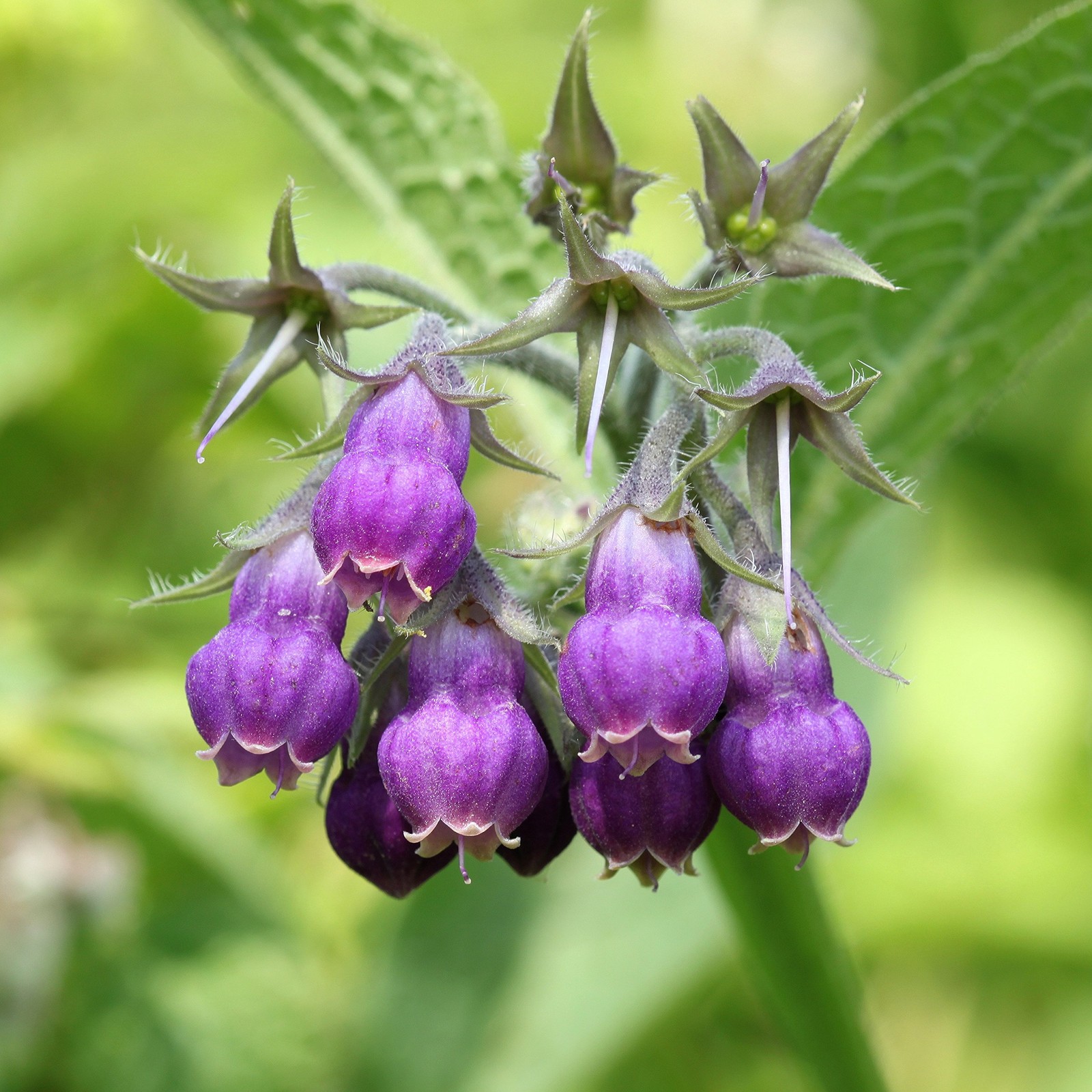Comfrey Seeds - 100 Pcs. Perennial, Drought-Tolerant Low Maintenance, Herb S... gallery
