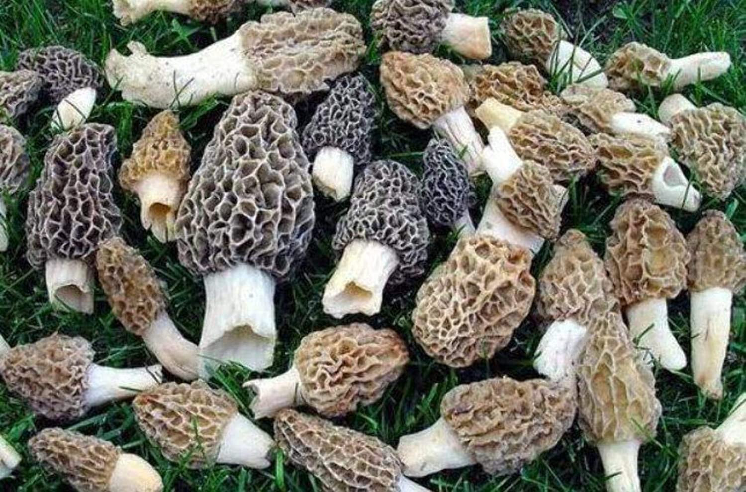 Morel Spore Grow Kit - Instructions Included - Garden Mushroom Vegetable Seed gallery