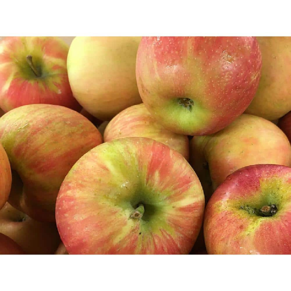 Dwarf Honeycrisp Apple Tree Bare Root