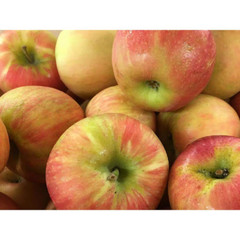 Dwarf Honeycrisp Apple Tree Bare Root