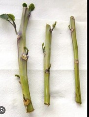 tree collared cuttings