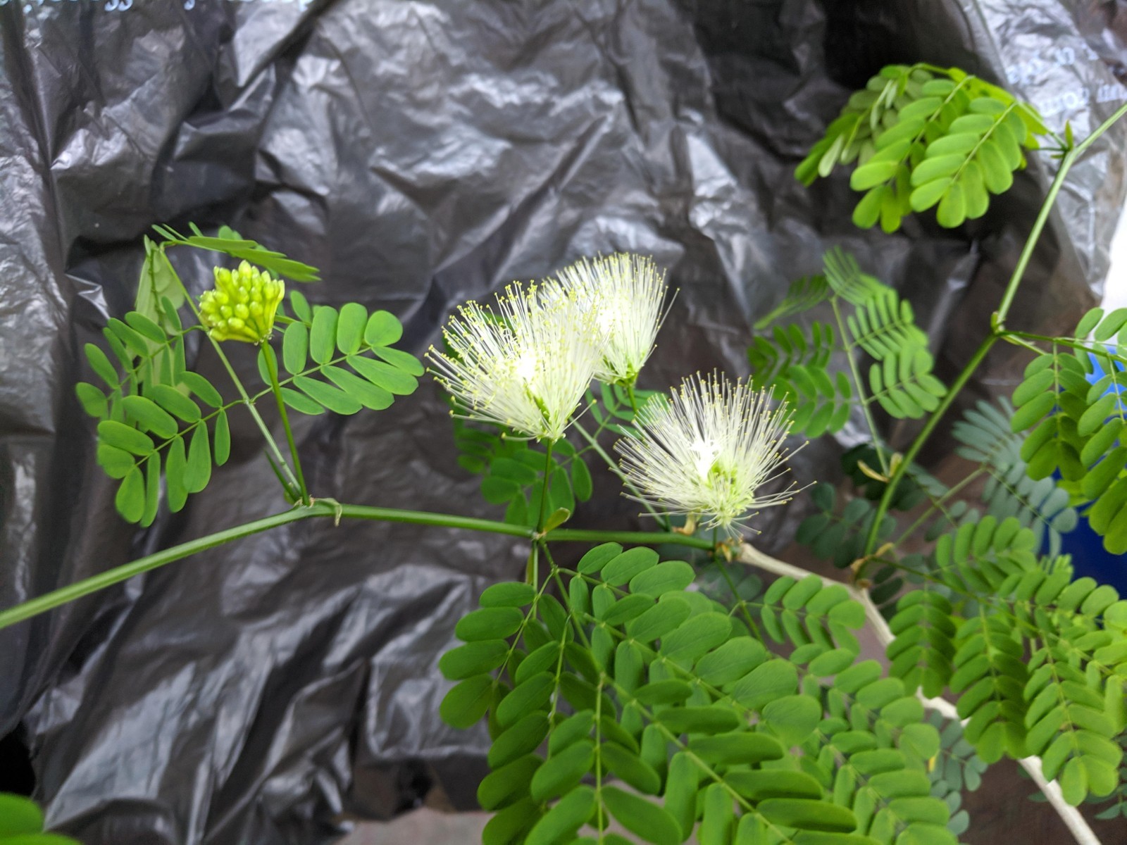 20 Brazilian Rain Tree Seeds | Pithecellobium tortum | Rare Bonsai Seeds gallery