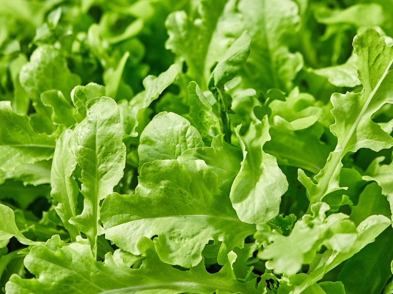 2000 ROQUETTE ARUGULA Rocket / Rucola / Rugula Eruca Vegetable Herb Seeds gallery