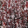 Purpleleaf Sandcherry 1 Live Plant in 3.5 Inch Pot gallery