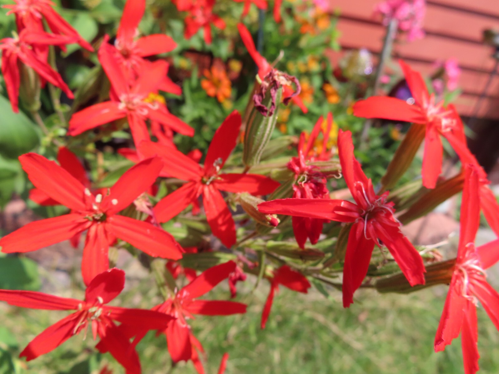 Royal catchfly - Silene regia - Organic Seeds (15) - Perennial - Red Flowers gallery