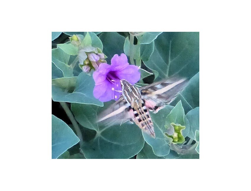Native Wildflower Colorado or Desert Four O'clock Mirabilis multiflora Seeds gallery