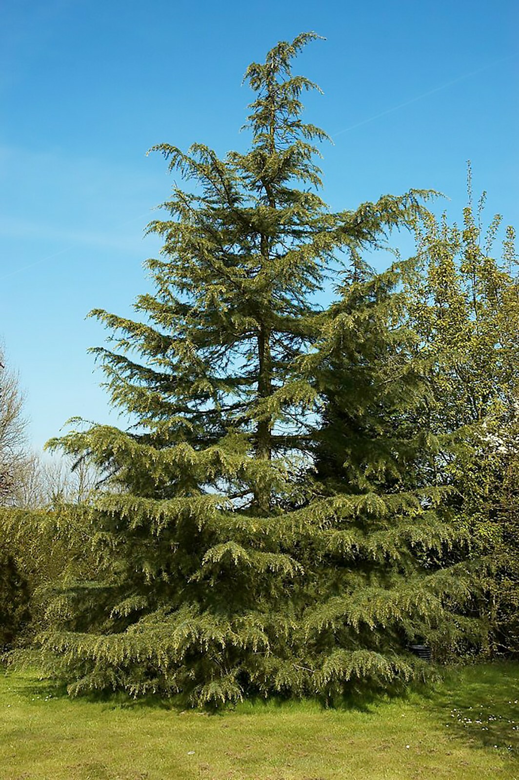 Deodar Cedar, (Himalayan Cedar), Cedrus deodara, Tree Seeds gallery
