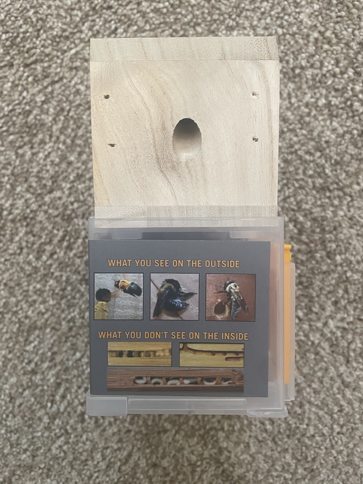 Bees 'N Things Outdoor Hanging Carpenter Bee Trap Free Shipping Brand New gallery