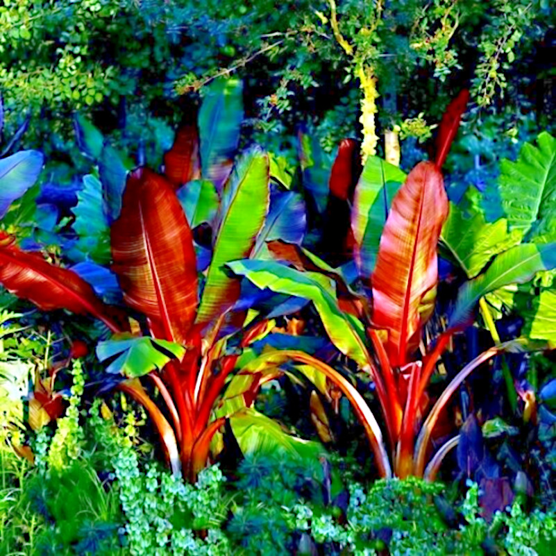 10 Red Abyssinian (Musa Ensete ventricosum) False Banana Plant Tree Seeds RARE gallery
