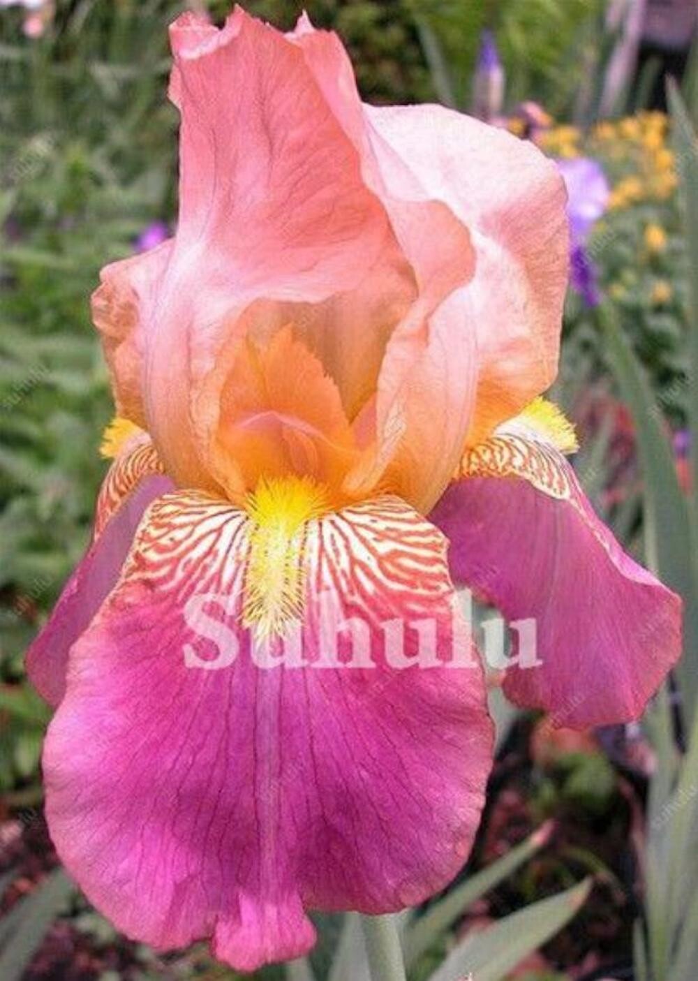 20 SEEDS for Fuchsia Pink IRIS rare flower exotic bloom garden plant USA Seller gallery