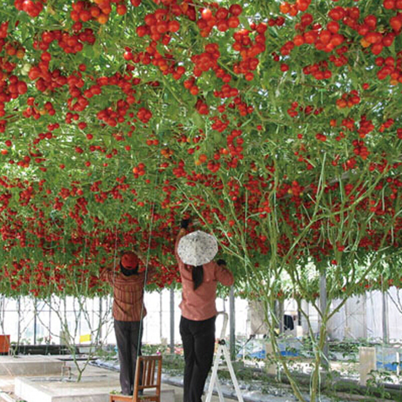 Seeds Tomato Tree Vegatable High Yield 30 kg Bush NON-GMO Organic Heirloom gallery