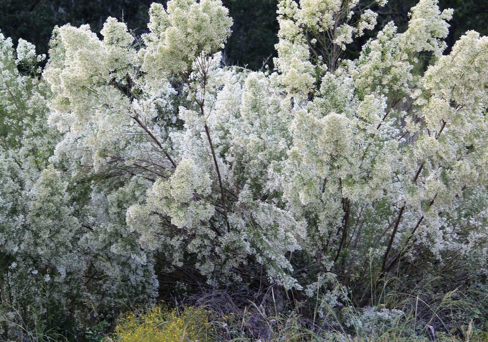 false-willow, Roosevelt weed (Baccharis neglecta)—~1,000 seeds ($3.00) gallery