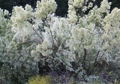 false-willow, Roosevelt weed (Baccharis neglecta)—~1,000 seeds ($3.00)