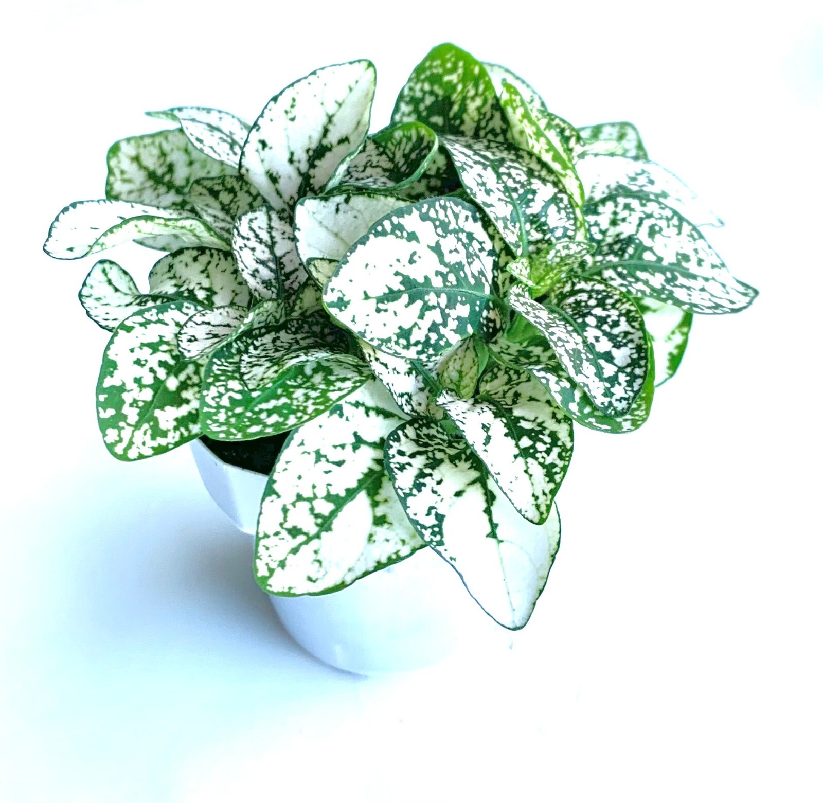 Hypoestes White Splash Live Potted House Plants Air Purifying in 2" Pots gallery