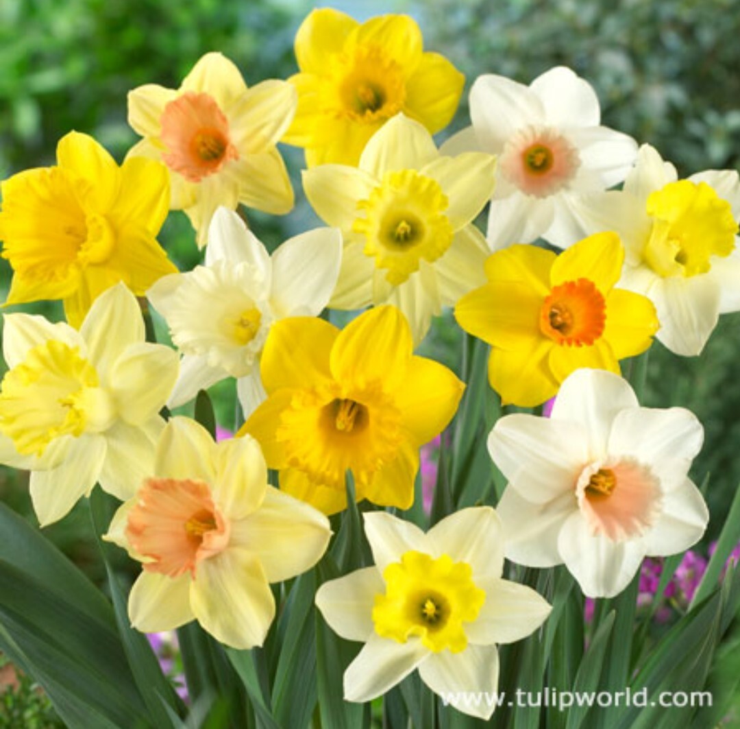 50 Mixed Daffodil Bulbs Assortment FREE SHIPPING gallery