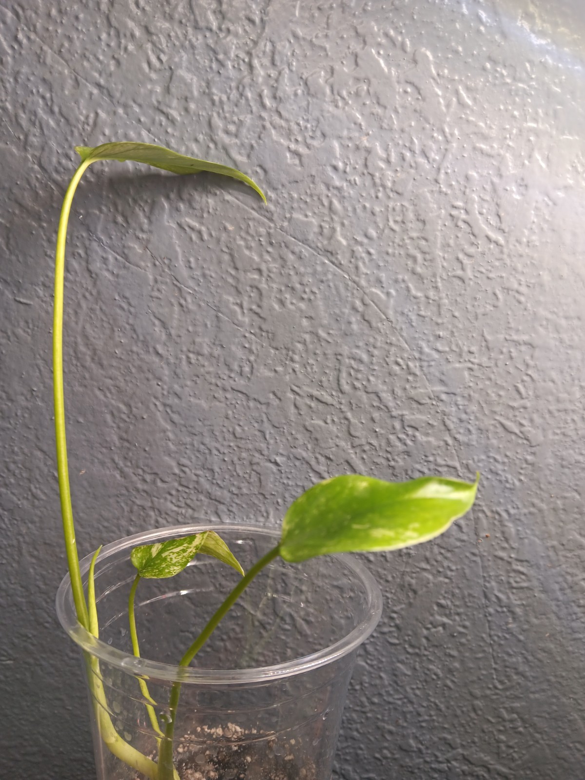 Monstera Mint Live Extremely Rare Variegated Tropical Houseplant gallery