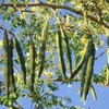 Moringa oleifera Perennial Karnataka | 5_Seeds gallery