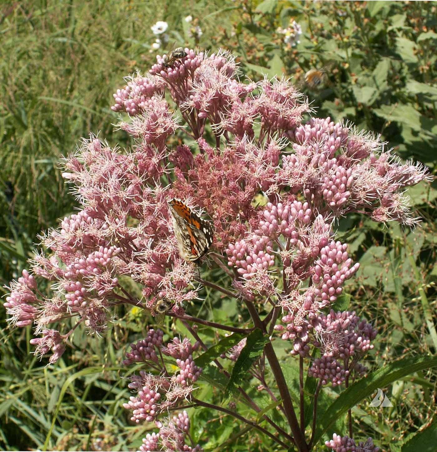 500 Joe Pyeweed, Spotted Flower Seeds Perennial Eutrochium maculatum gallery