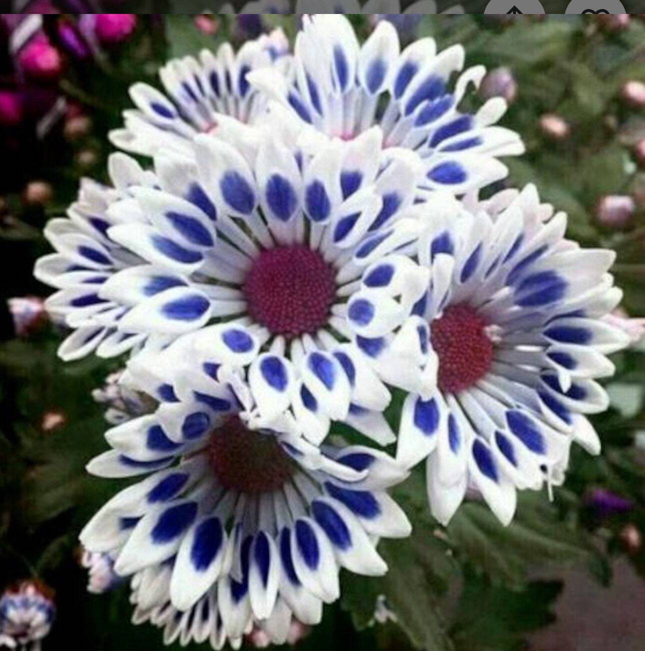 20 Blue Window Daisy flower seeds for spring summer Blue Yellow White colorful gallery