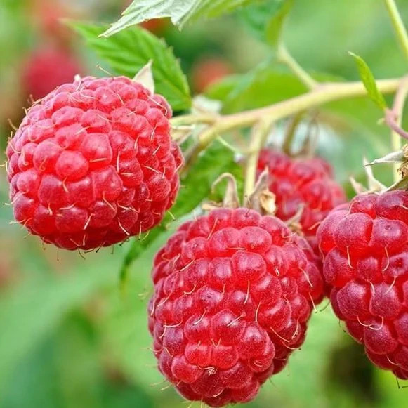 3 Raspberry Plants "Caroline" Large, Sweet Berries(3 Lg Bare Root Canes)Zone 3-8 gallery