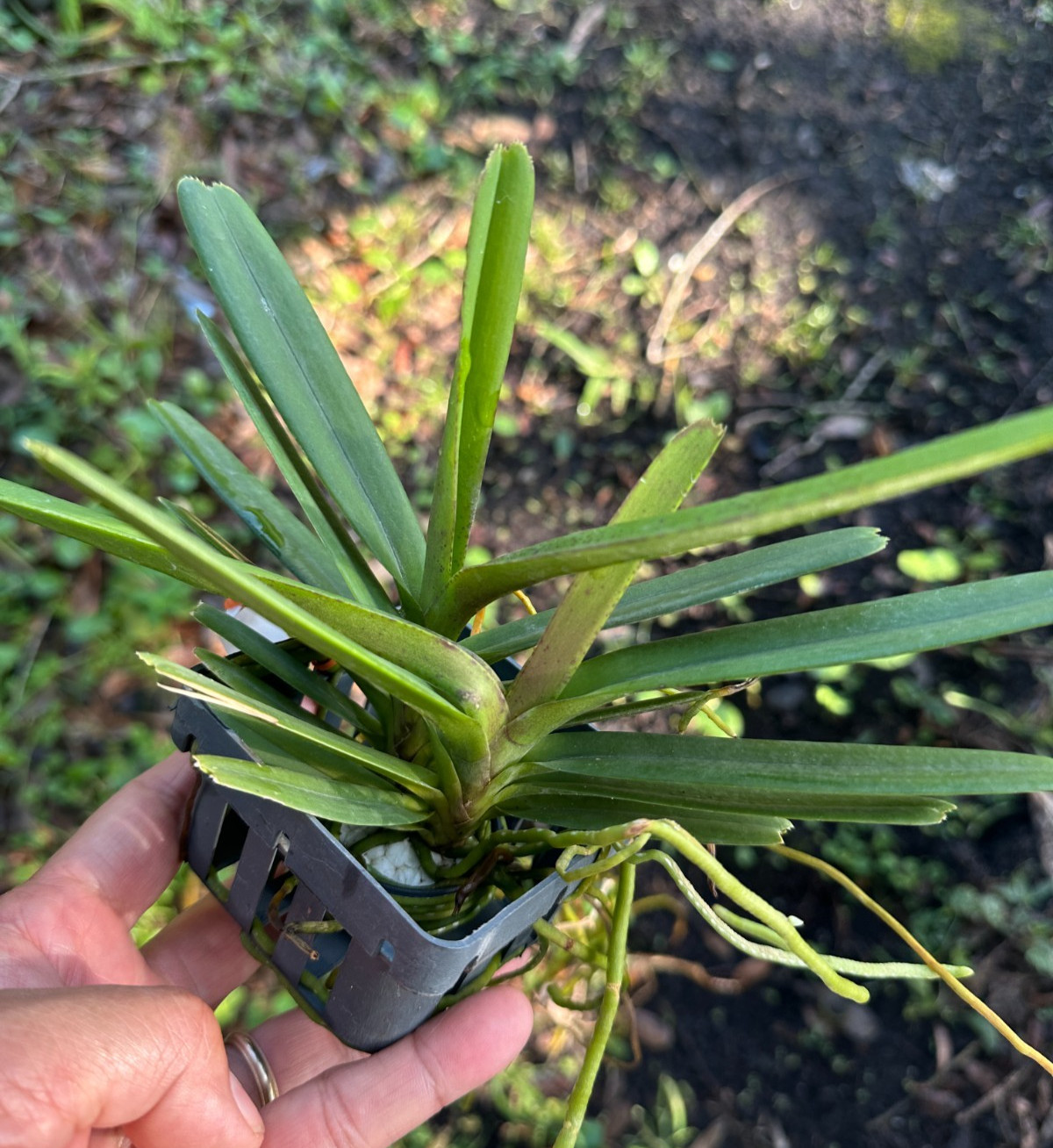 LOVELY COMPACT VANDA ORCHID SPECIES ampullacea BS 2 growth gallery
