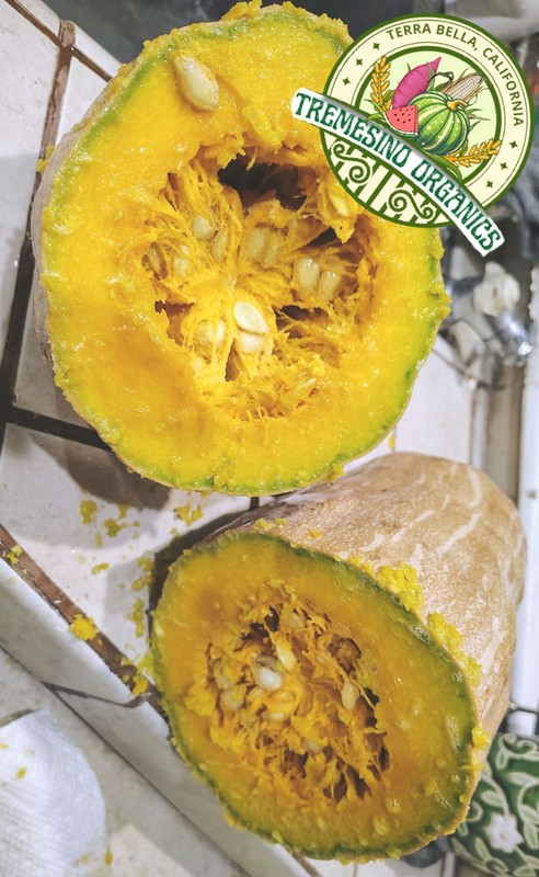 Organic Mexican Native Long Squash, 20 Seeds- Calabaza Mexicana,20 Semillas gallery