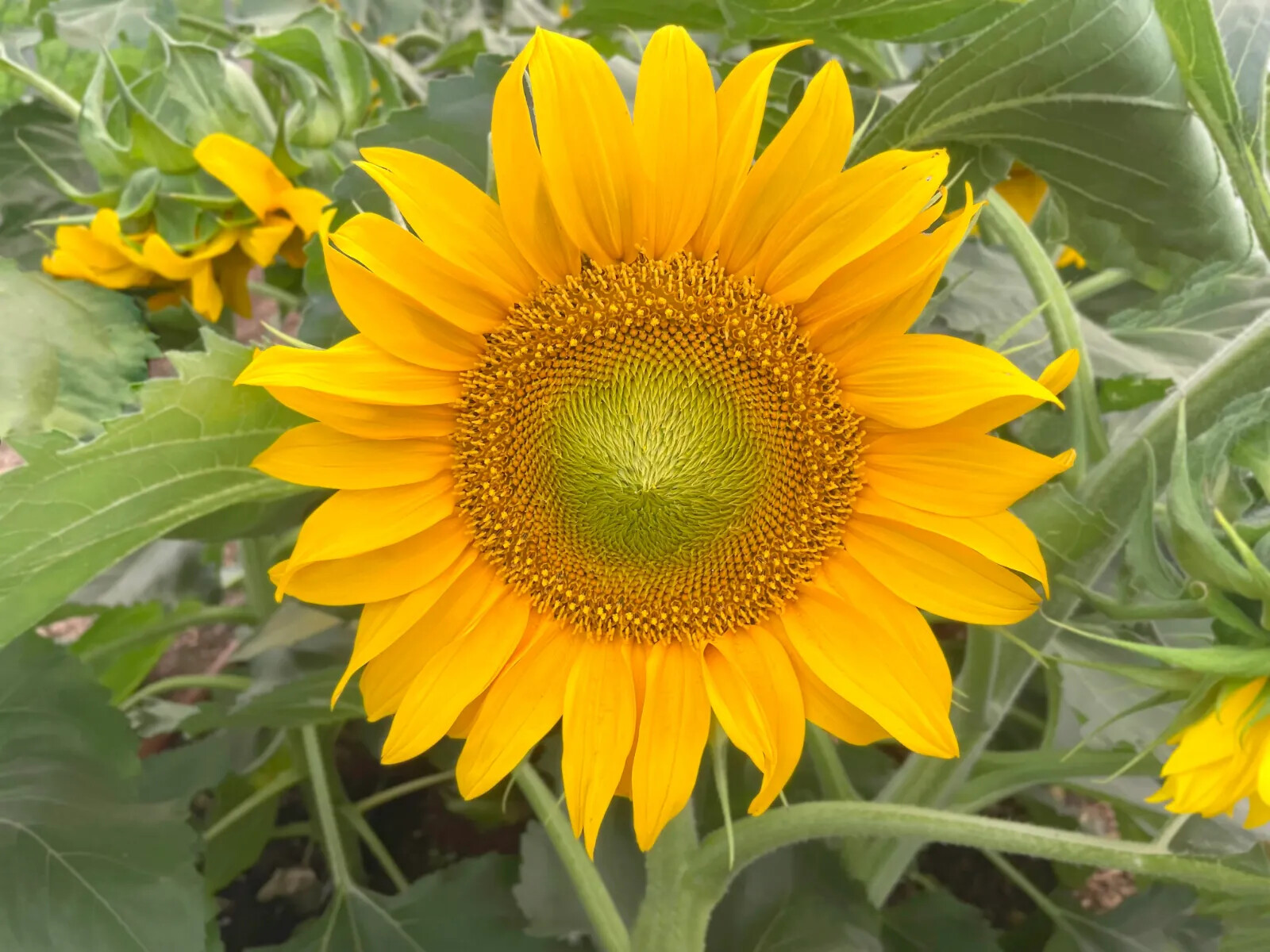 200 Dwarf Sunspot Sunflower Seeds Compact Pot Friendly Non-GMO Heirloom Garden gallery