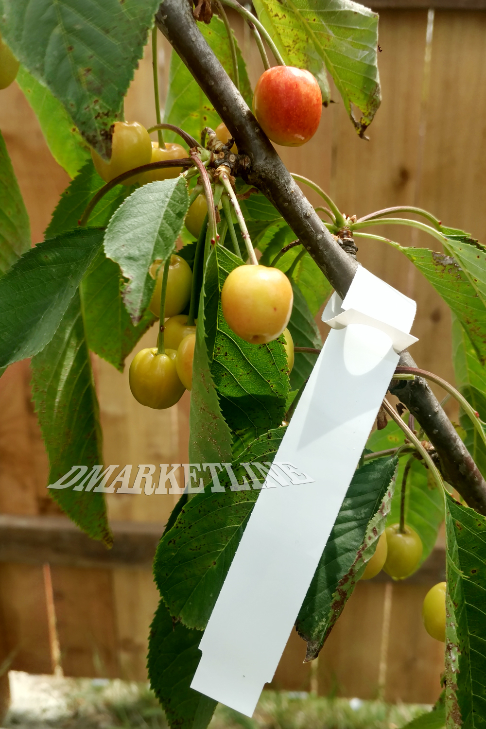 WRAP AROUND PLASTIC THERMAL PLANT LABELS 7" x 3/4" Nursery tree loop labels gallery