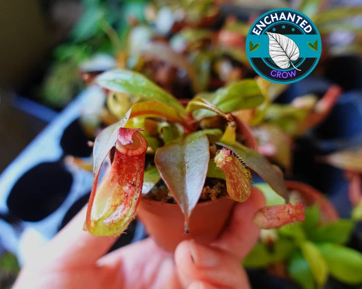 Nepenthes Bloody Mary Carnivorous Pitcher Plant 2" Potted Lush gallery