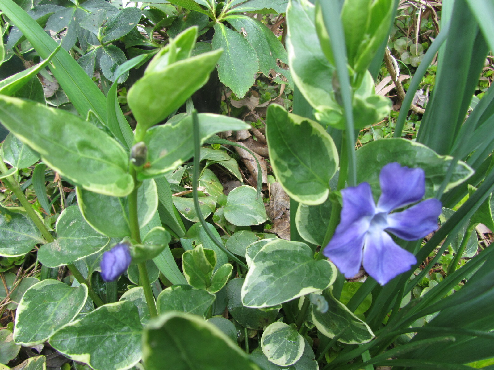 3 PLANTS Variegated Vinca STERLING SILVER, BIG leaf Periwinkle VINE Myrtle gallery