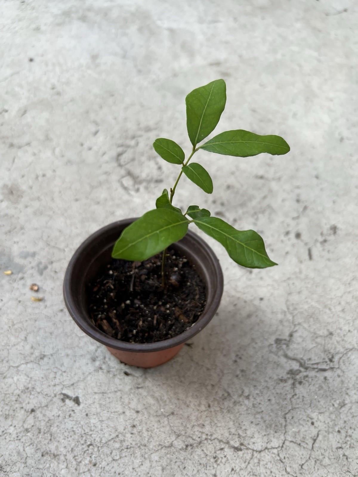 Florida Longan Tree Dimocarpus Dragon Eye 8” With Pot Tropical Fruit Live Plant gallery