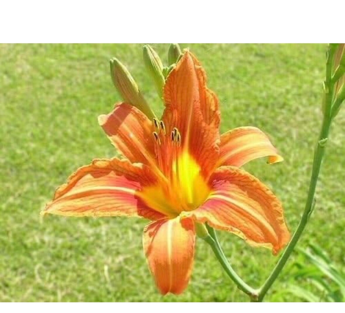 10 Orange Daylily BARE ROOTED PLANTS. Multiply Rapidly gallery