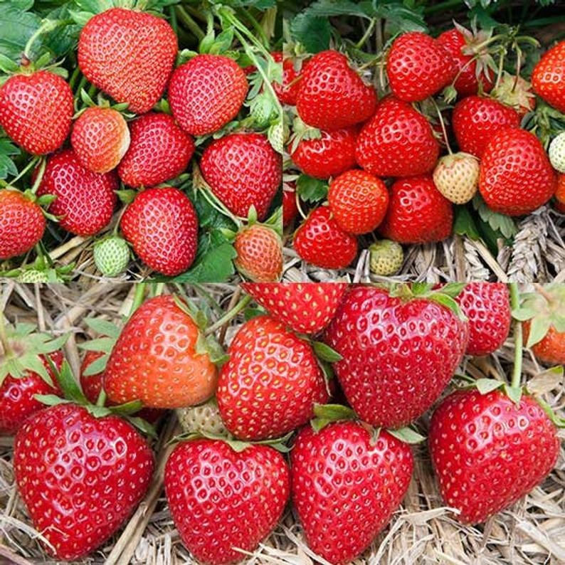 Best Selling Strawberry Collection (Pack of 18 Plants) Earliglow, Honeoye, Jewel gallery
