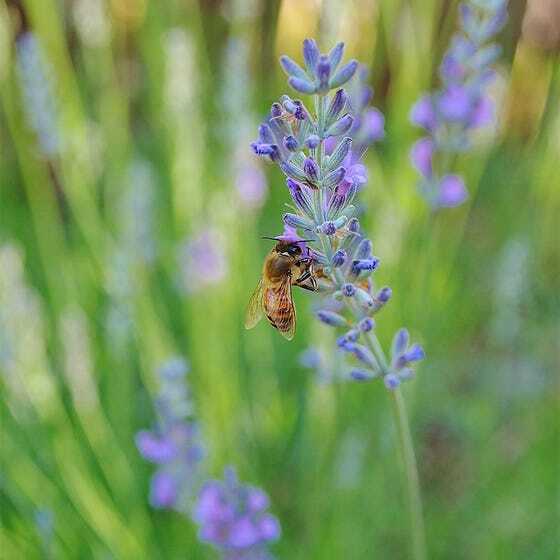 True LAVENDER English Fragrant Flowers Perennial Medicinal USA Non-GMO 200 Seeds gallery
