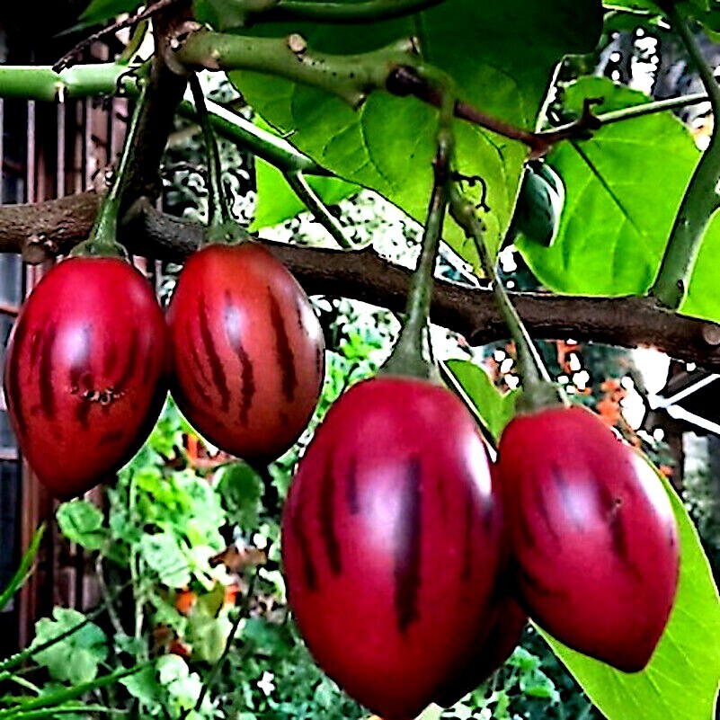 Tamarillo Tree Tomato Seeds Yields 60+lbs of Garden Fruit! Fast Growing Plant gallery
