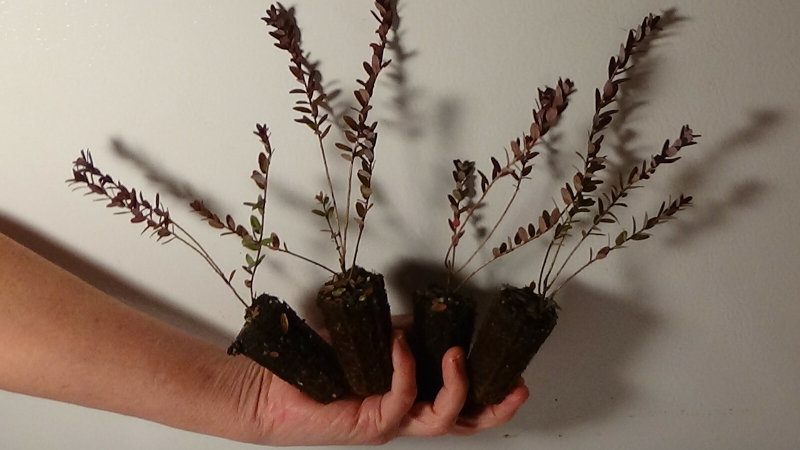 4) FOUR AMERICAN CRANBERRY BUSH PLANTS gallery