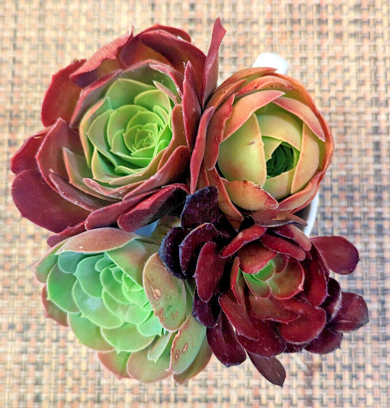 QUARTET (= A SET OF 4 DIFFERENT) AEONIUM CUTTINGS - 2" (= 5 CM) DIAMETER gallery