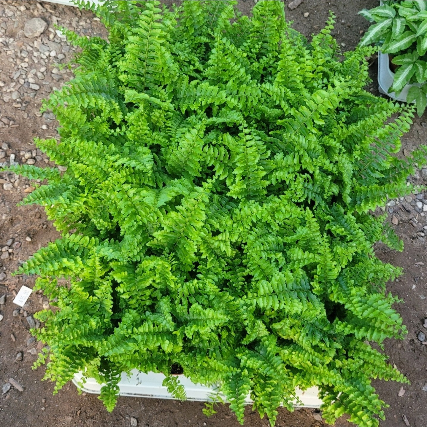 Fluffy Ruffles Fern | Nephrolepis Exaltata | 2 Inch Pot gallery