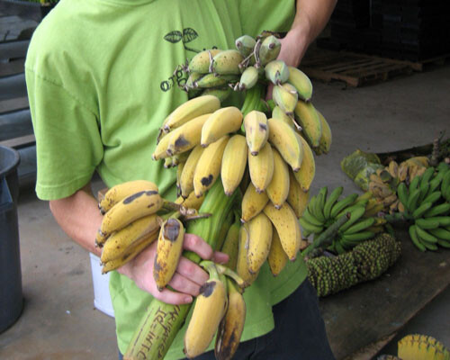 -Musa-ICE CREAM (BLUE JAVA)- Live Banana Tree-SMALL ROOTED STARTER PLANT- gallery