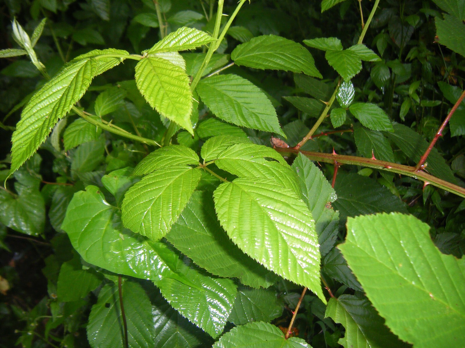 1 Live Fresh 5 Inch Growth & Root Japanese Raspberry Plant Root with Growth gallery