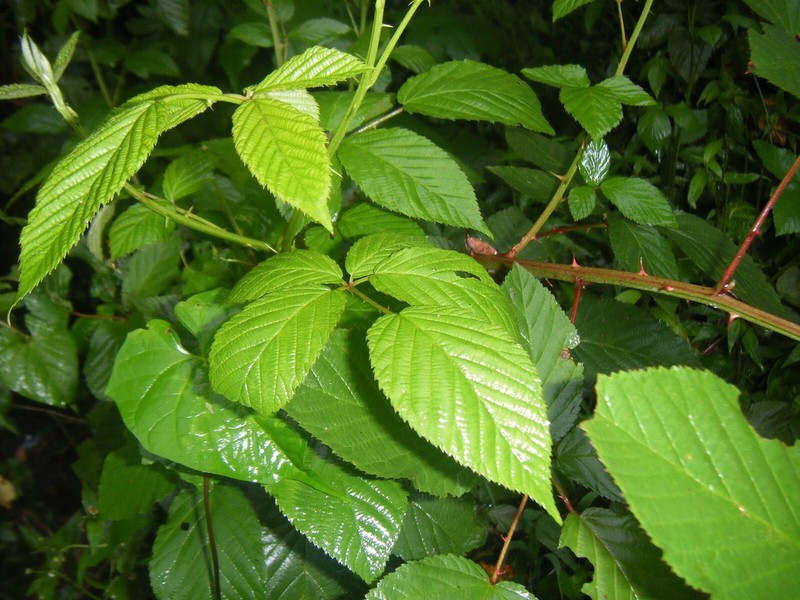 1 Live Fresh 5 Inch Growth & Root Japanese Raspberry Plant Root with Growth gallery