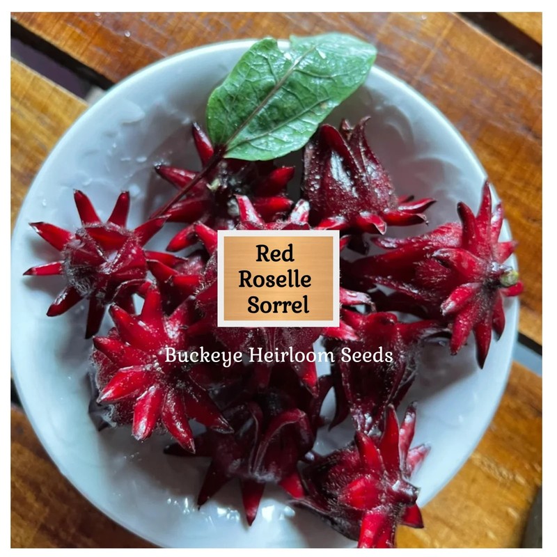 Red Roselle Sorrel | Asian Sour Leaf | 20 Seeds | Hibiscus sabdariffa gallery