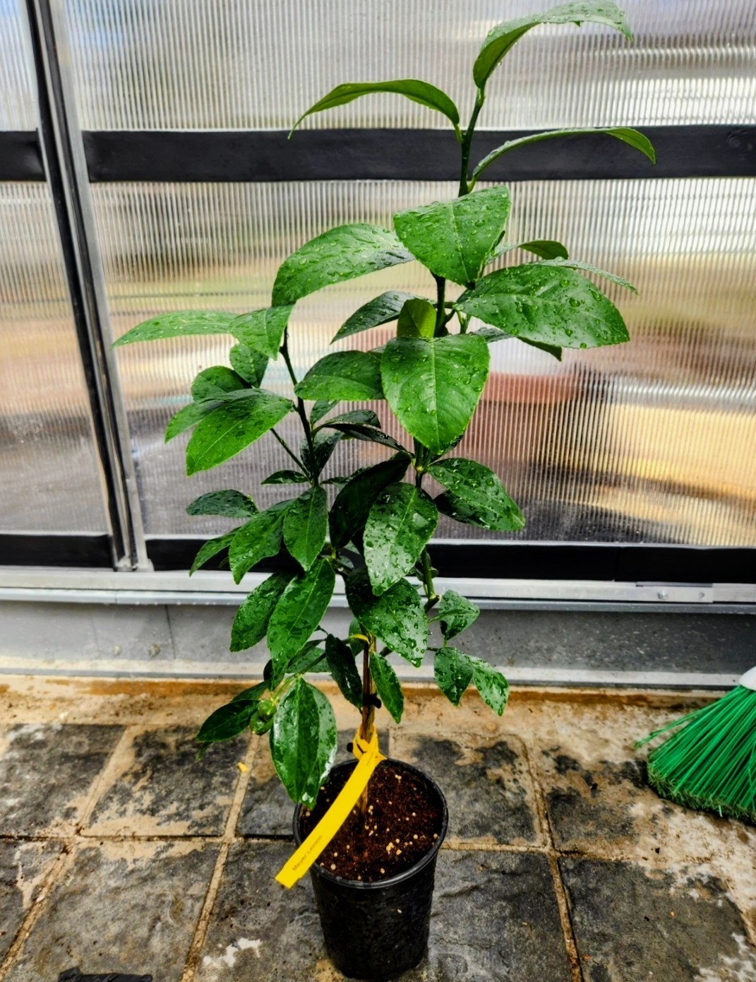 Navel Orange Tree - 16"-24" - Mature Fruiting Plant Will Fruit This Year! gallery