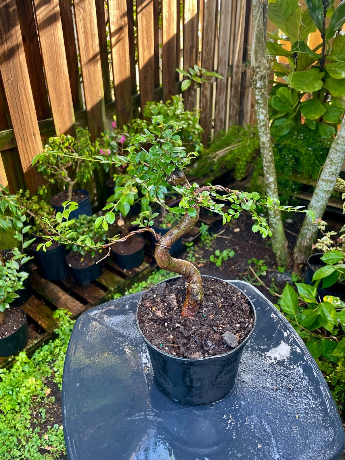 CHINESE ELM Pre-Bonsai /Bonsai S Tree Cold Hardy / Tiny leaves 5 years old gallery