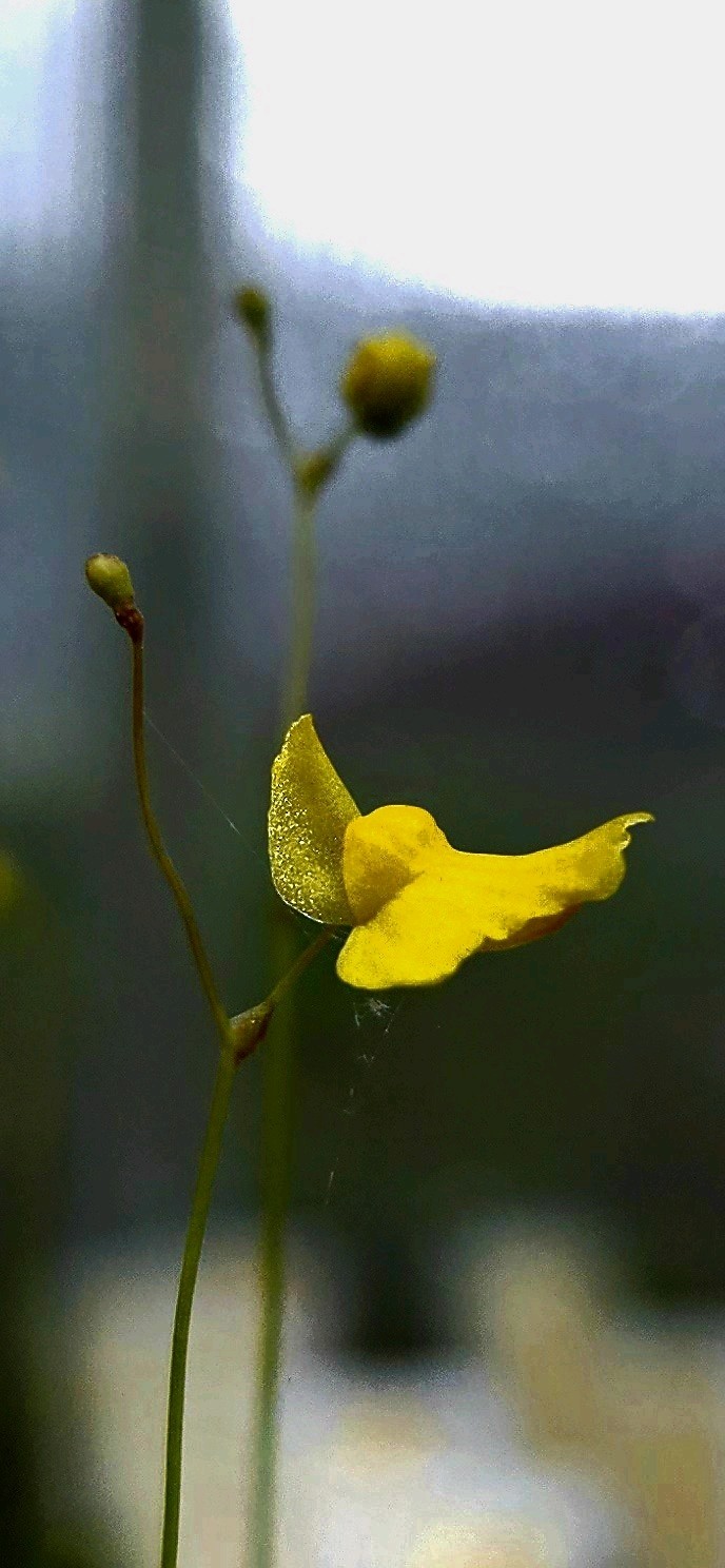 CARNIVOROUS PLANT 4 PACK- LIVE-UCI (Sundews And Bladderworts) gallery